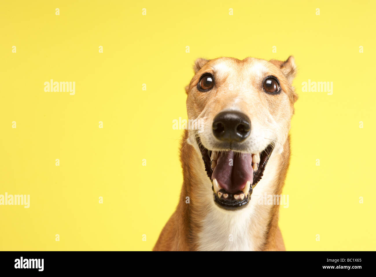 Portrait Of Pet Greyhound Stock Photo