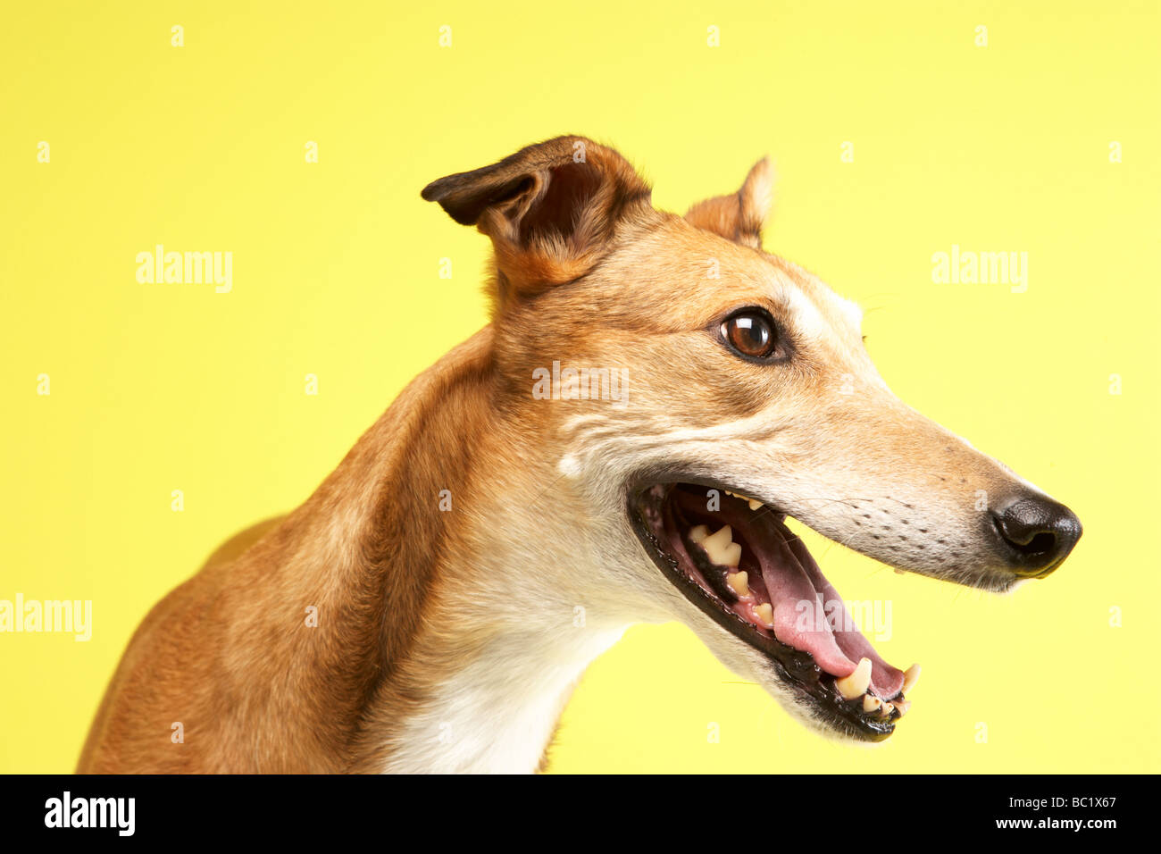 Portrait Of Pet Greyhound Stock Photo