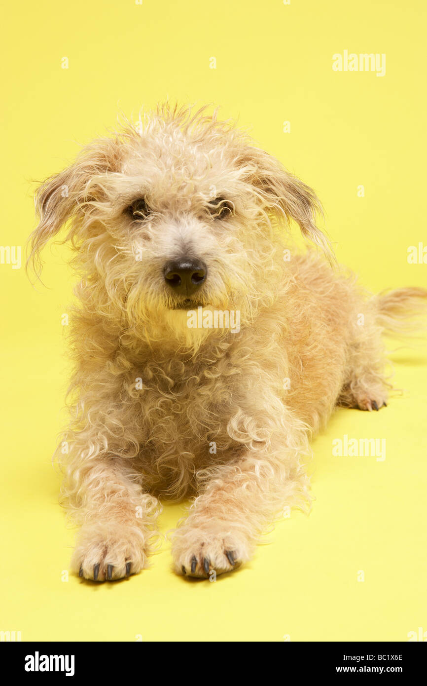 Small Mongrel Dog Sitting In Studio Stock Photo