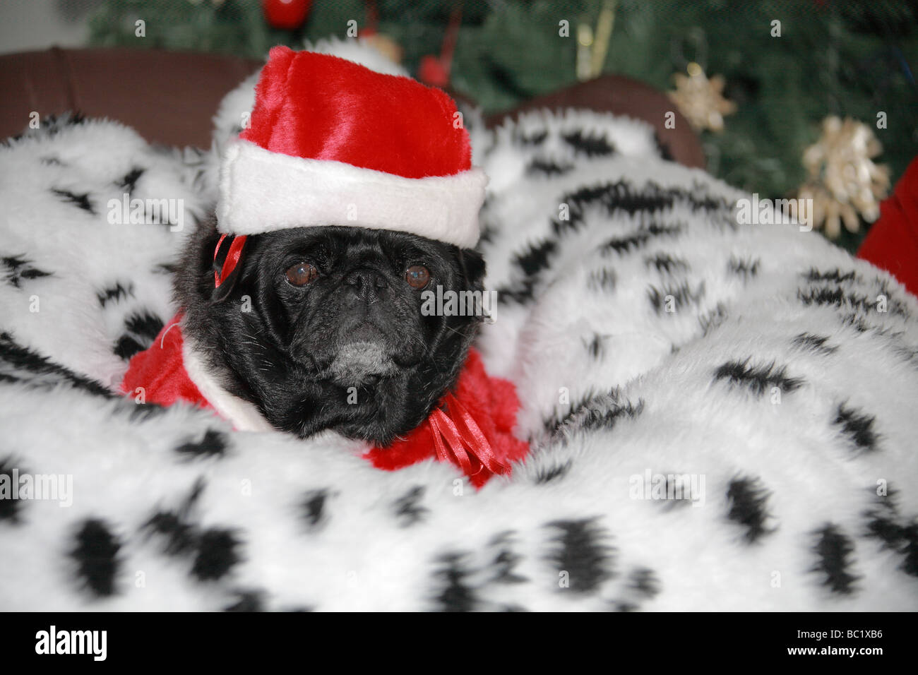 View of a Pug Dog Wearing a Santa Hat Stock Photo