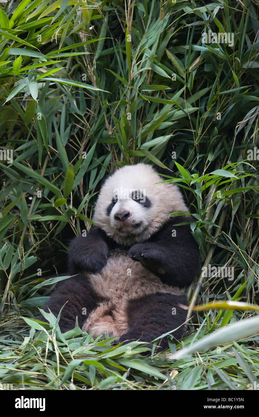 Giant Panda Cub In The Bamboo Bush Wolong Sichuan China Stock Photo Alamy