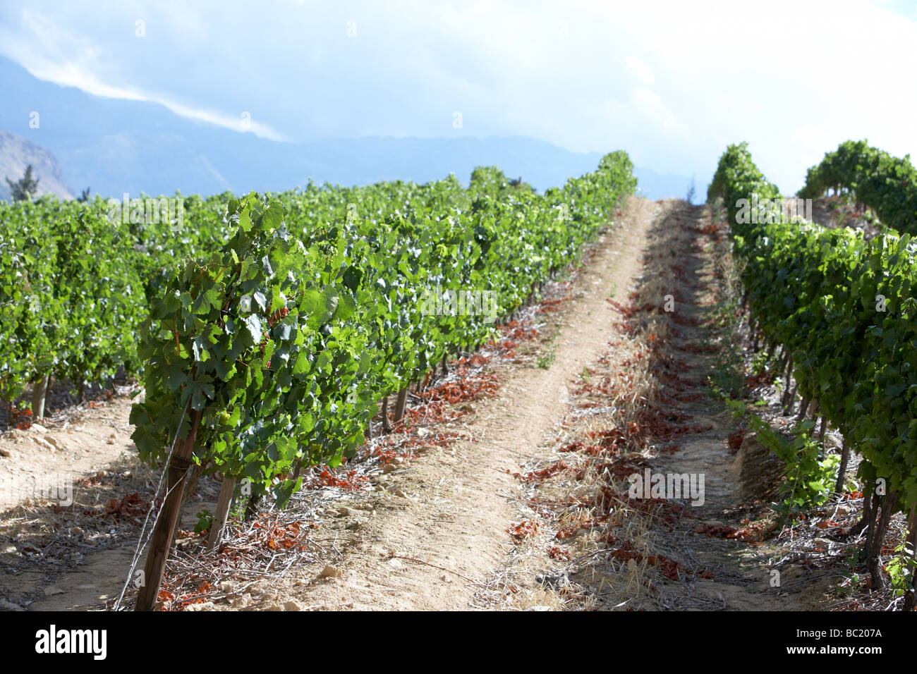 View Of South African Vineyard Stock Photo
