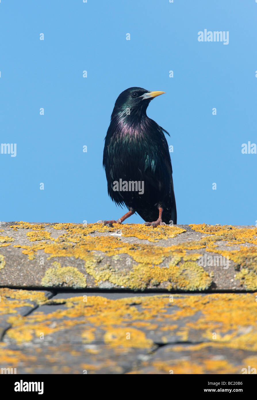 Starling Sturnus vulgaris Scotland summer Stock Photo