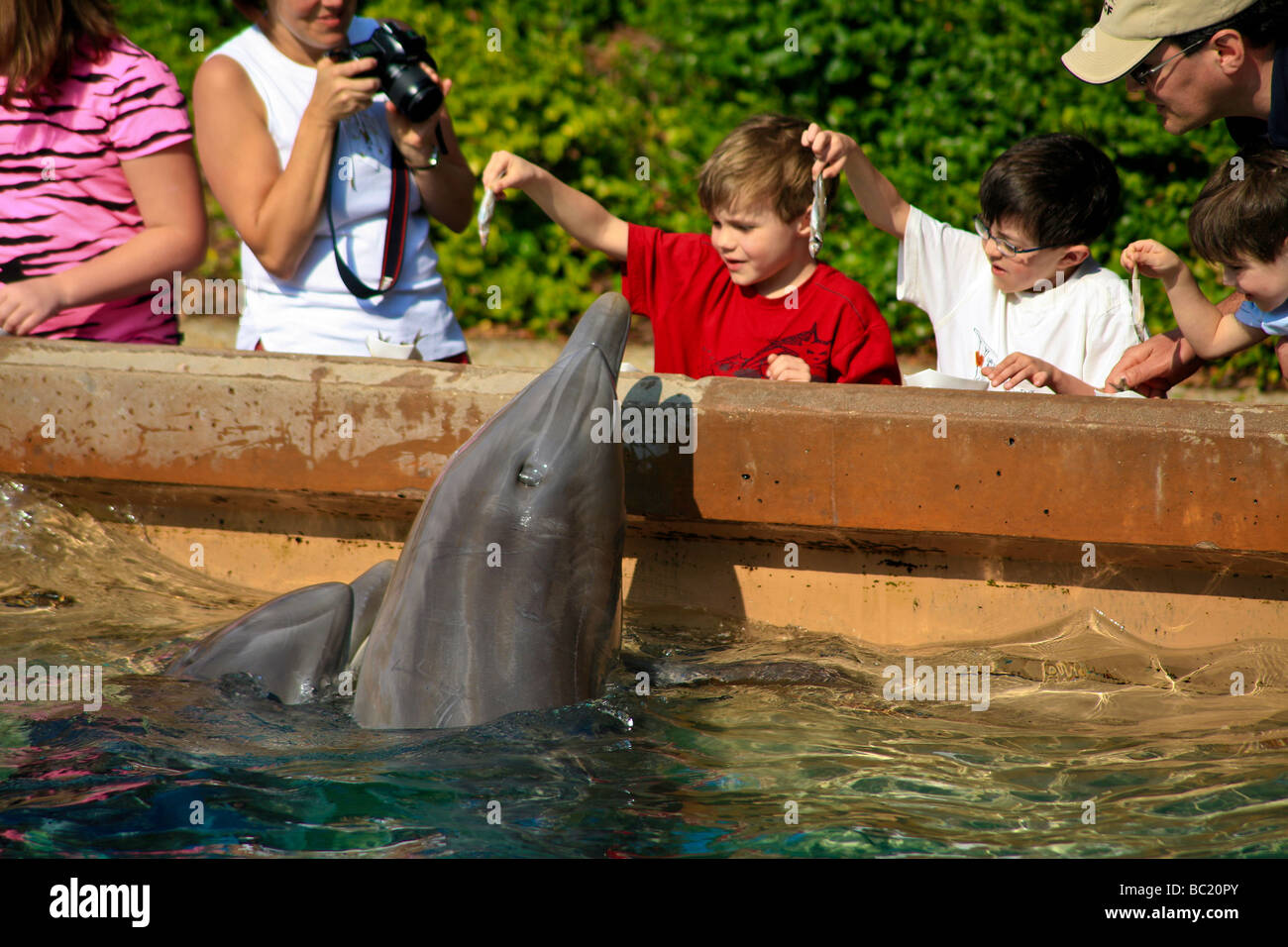 Guest Interact by feeding wild Dolphins at the Aquarium in Orlando Florida USA Stock Photo Alamy