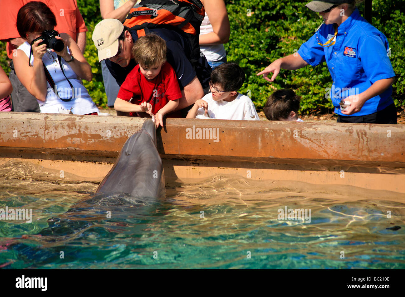 Guest Interact by feeding wild Dolphins at the Aquarium in Orlando