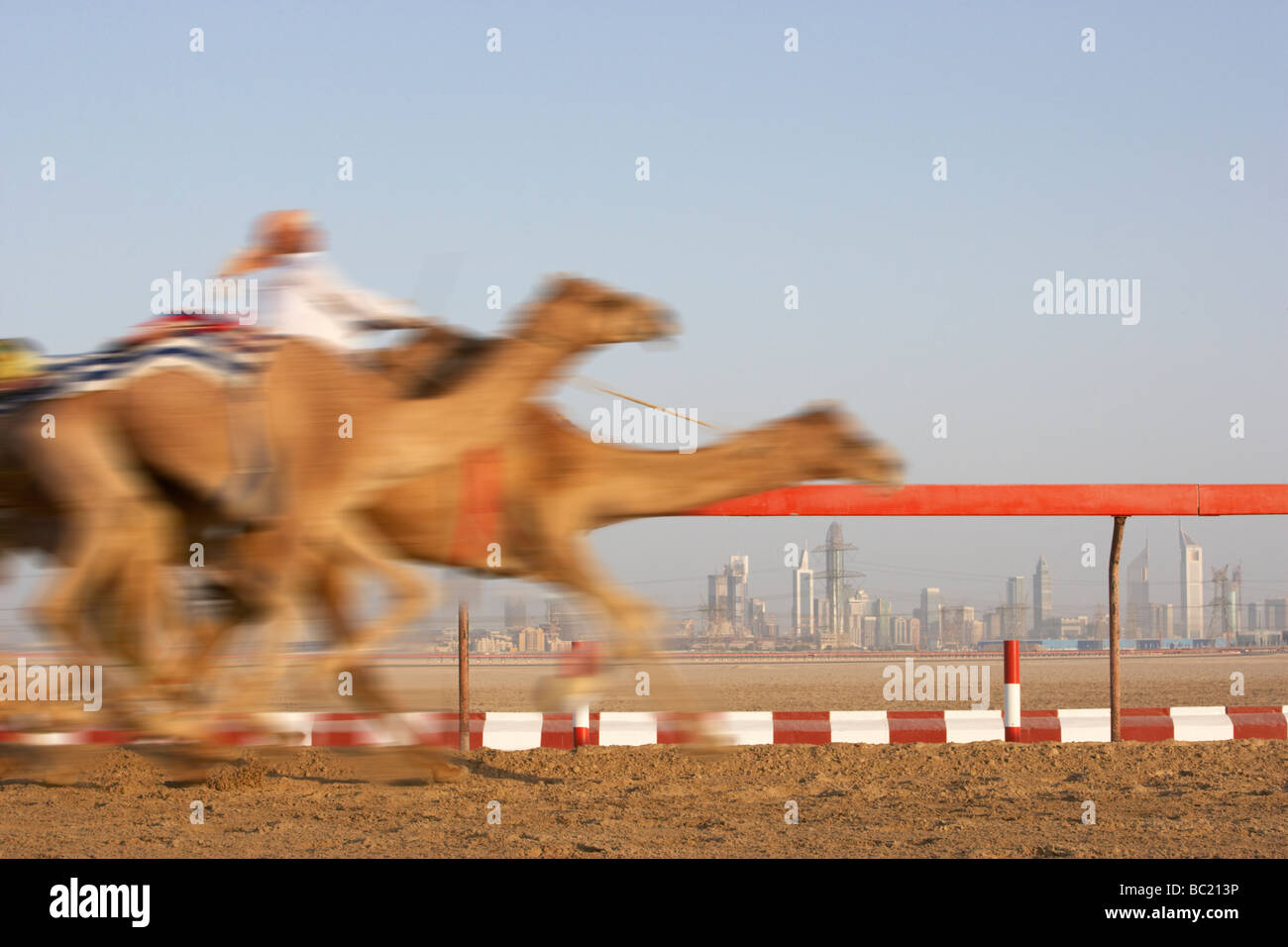 Camel Racing In Dubai Stock Photo