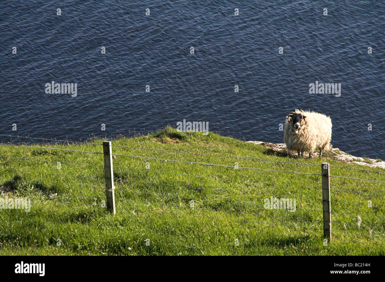 Sheep on a cliff edge, Isle of Skye, Inner Hebrides, West Coast of Scotland, UK Stock Photo