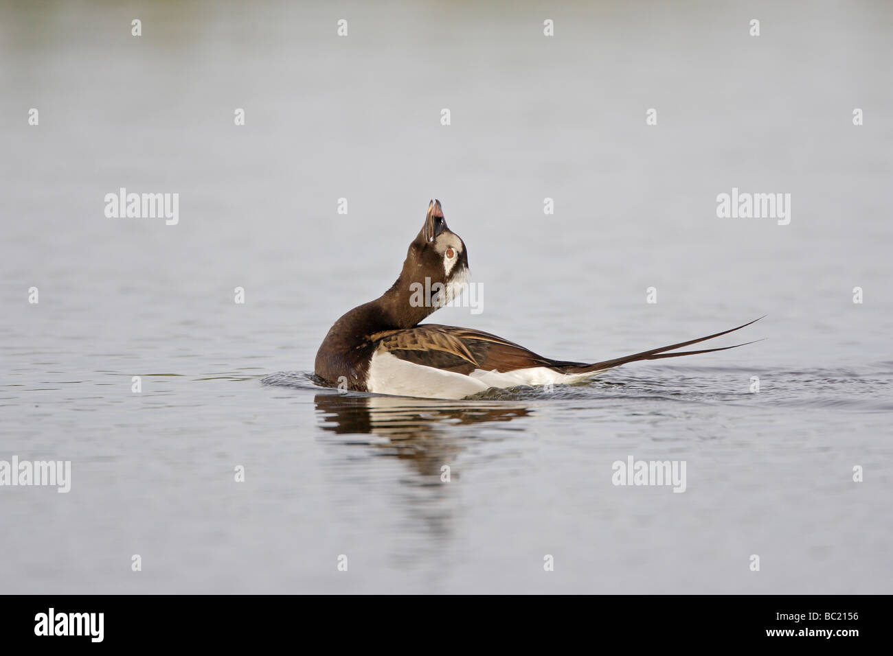 Male Longtailed Duck calling Stock Photo Alamy