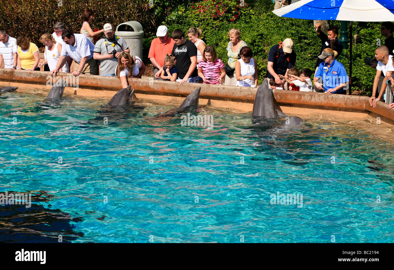 Dolphin at feeding time by interaction with people in the aquarium in