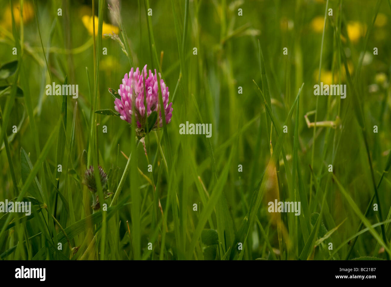 Clover and other meadow flowers growing in a traditional hay meadow in Swaledale. Stock Photo