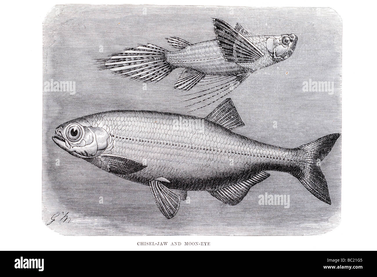 chisel jaw and moon eye Stock Photo Alamy