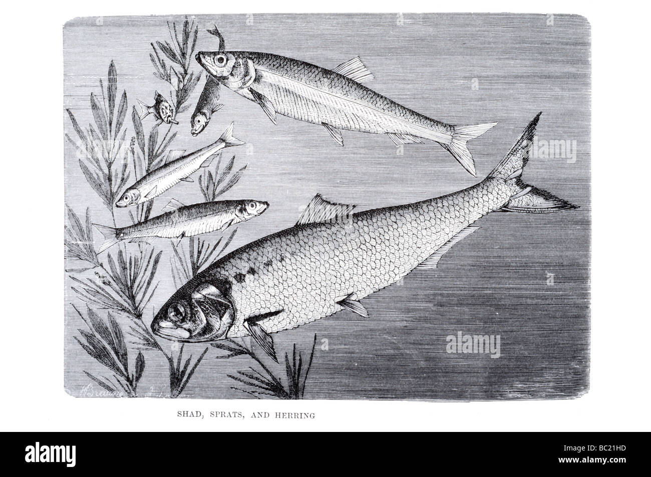 shad sprats and herring Stock Photo
