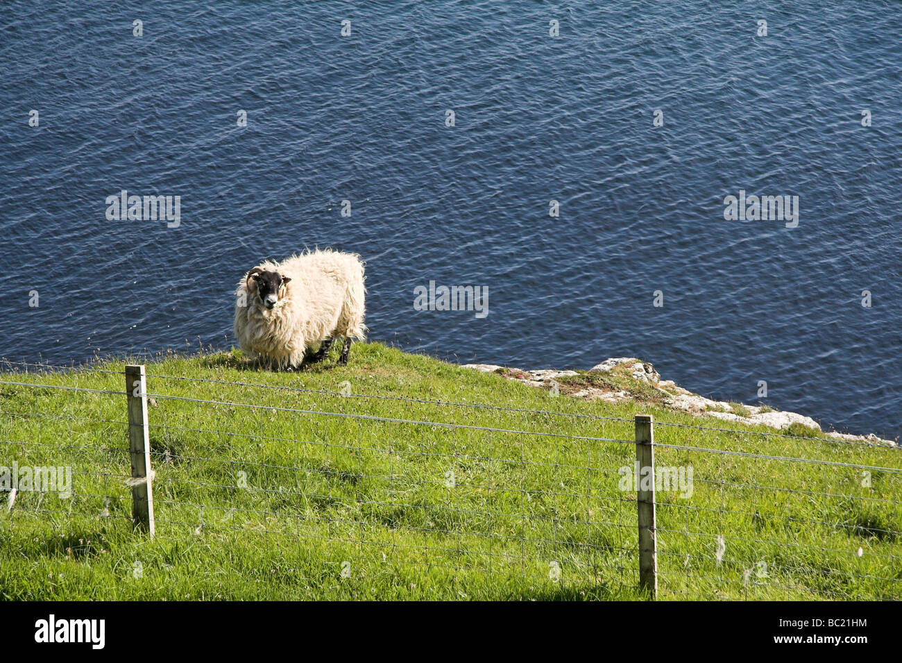 Sheep on a cliff edge, Isle of Skye, Inner Hebrides, West Coast of Scotland, UK Stock Photo