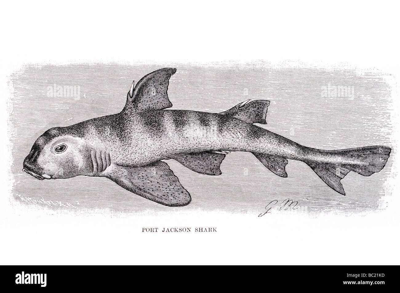 port jackson shark Stock Photo
