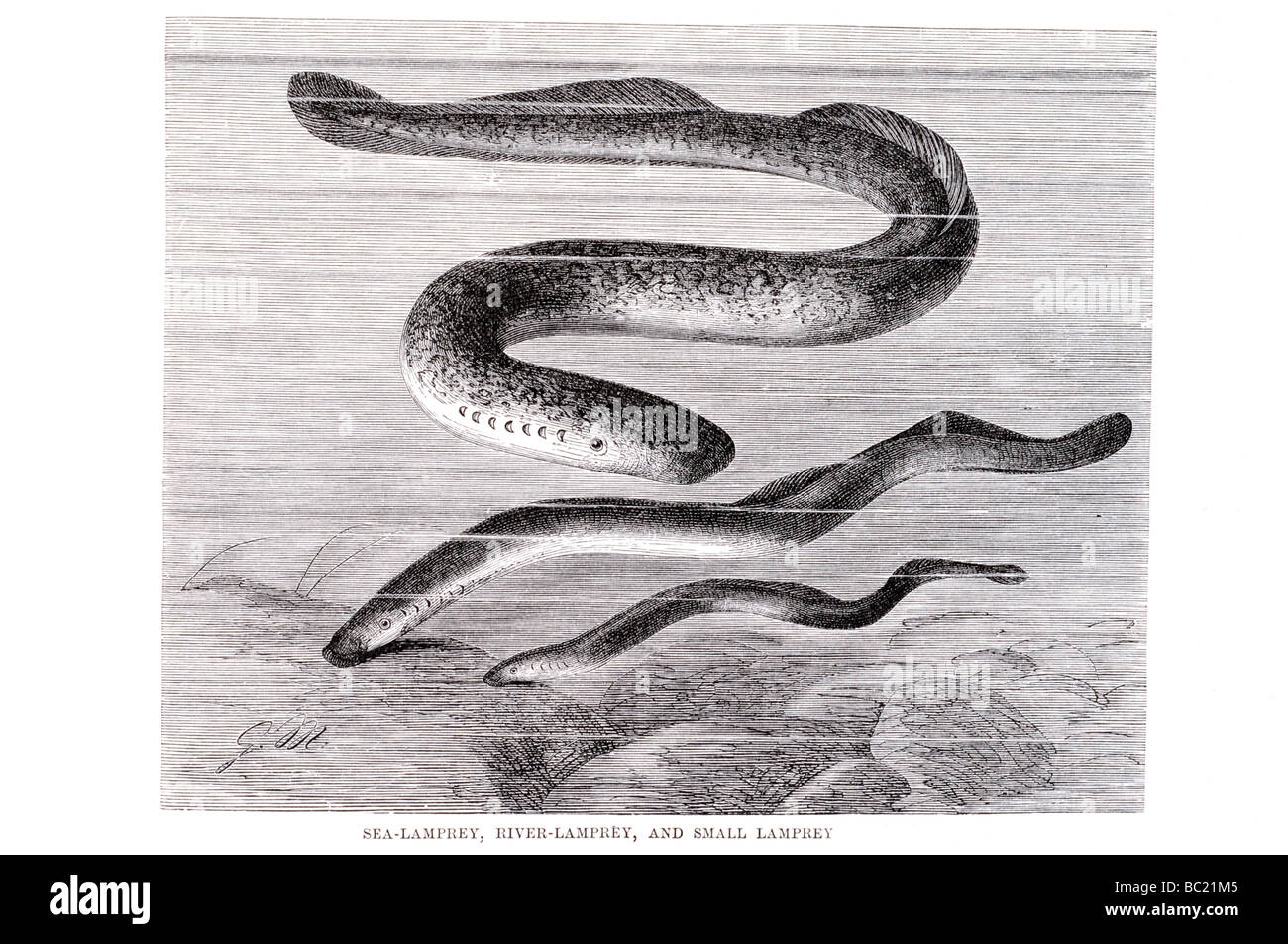 Sea lamprey hi-res stock photography and images - Alamy