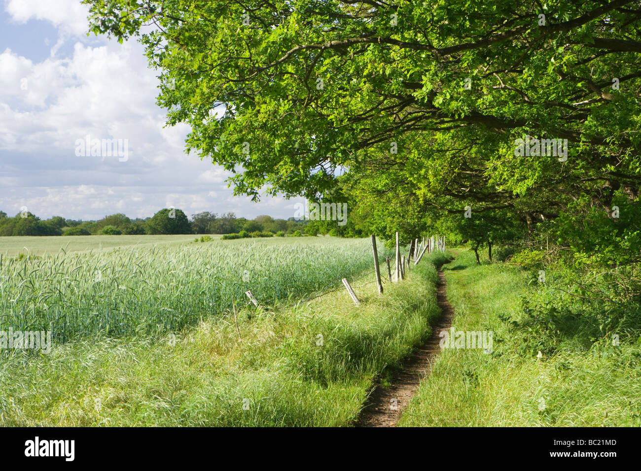 Footpath between field with crop and woodland. Surrey, UK Stock Photo