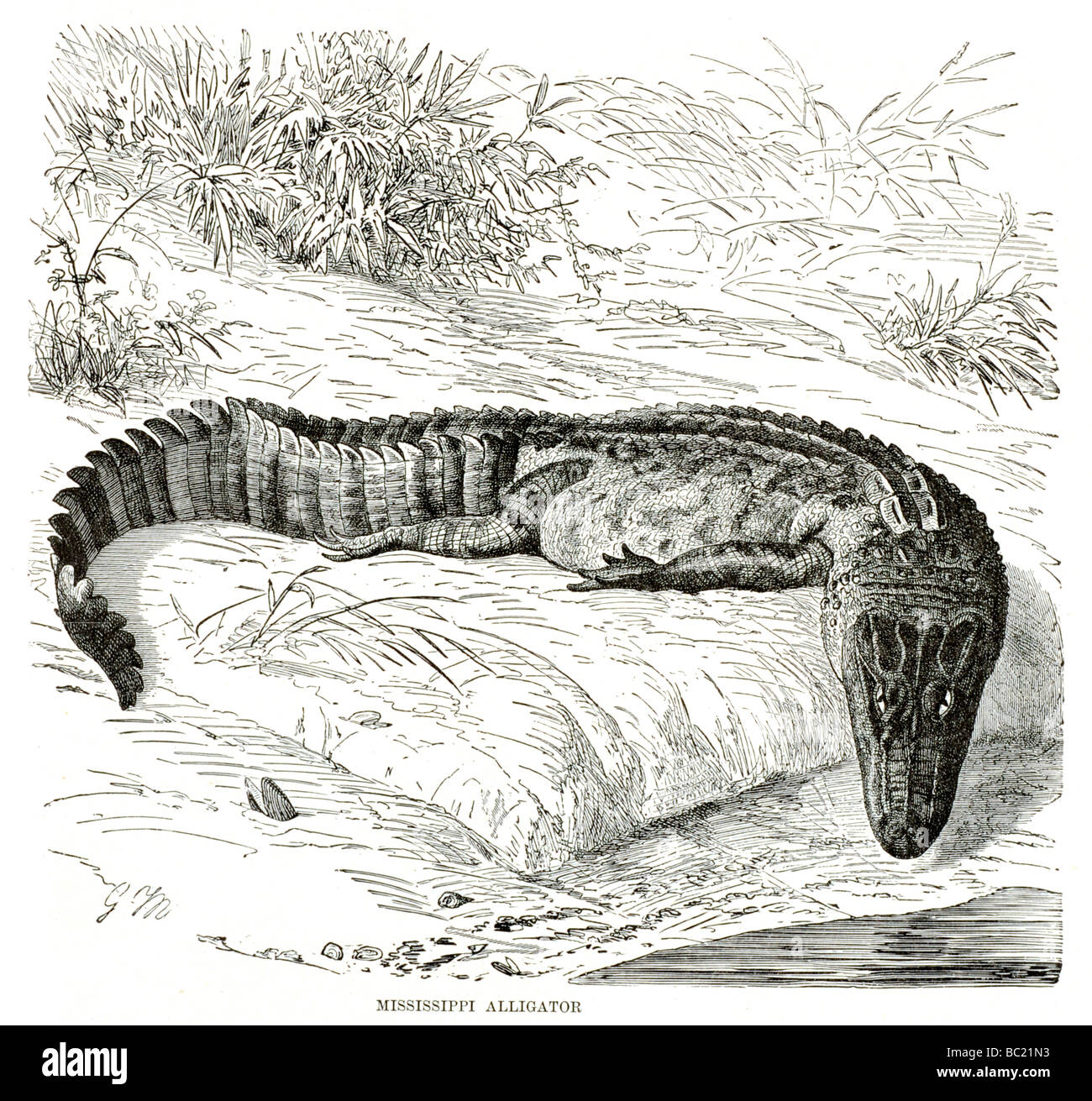 Alligator illustration hires stock photography and images Alamy