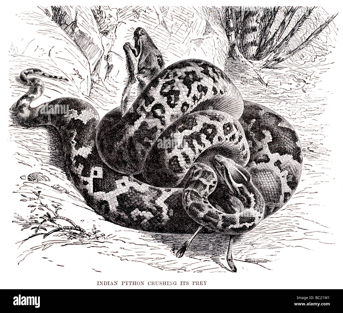 indian python crushing its prey constricted Stock Photo - Alamy