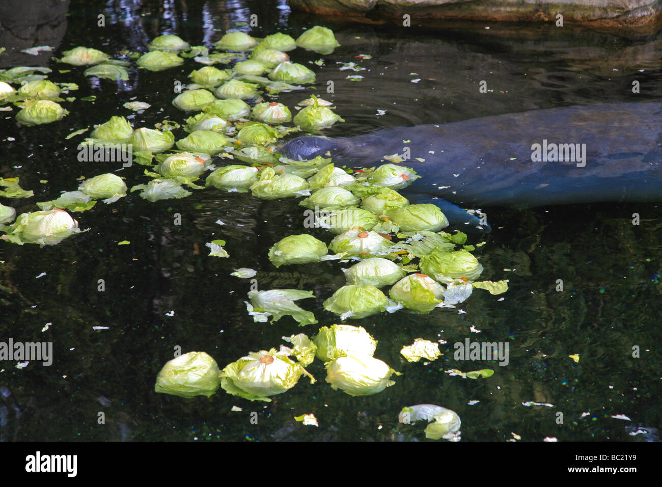 West Indian manatee in Florida's waters, top view. Stock Photo
