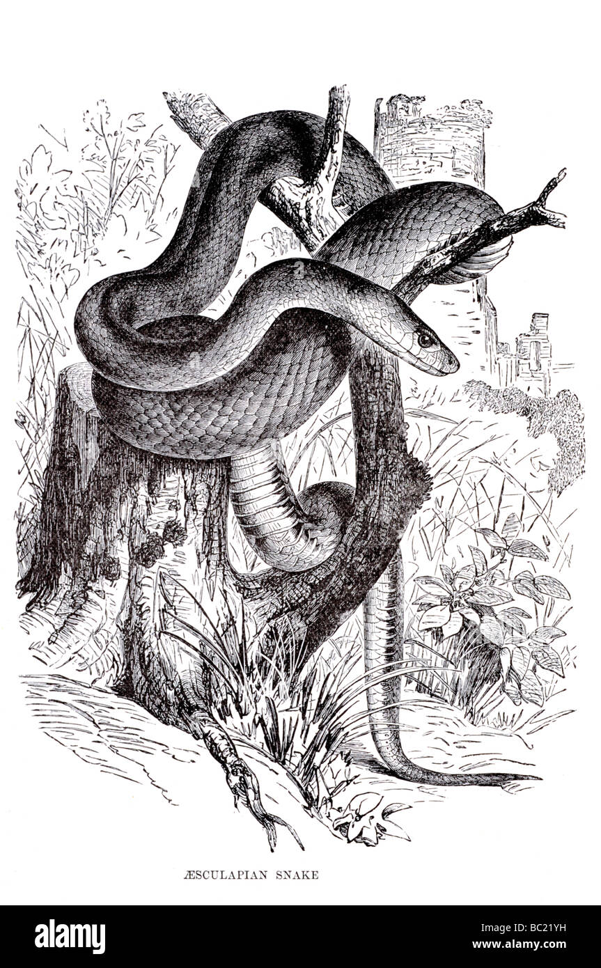 aesculapian snake Stock Photo
