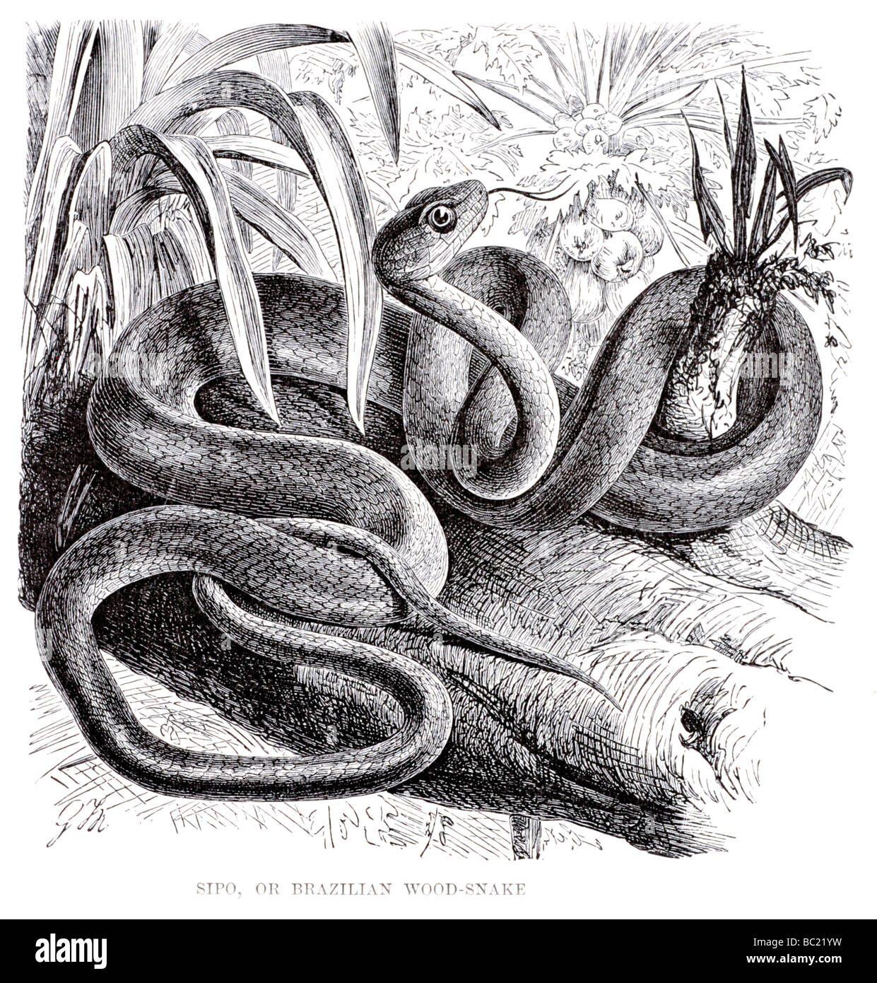 sipo or brazilian wood snake Stock Photo - Alamy