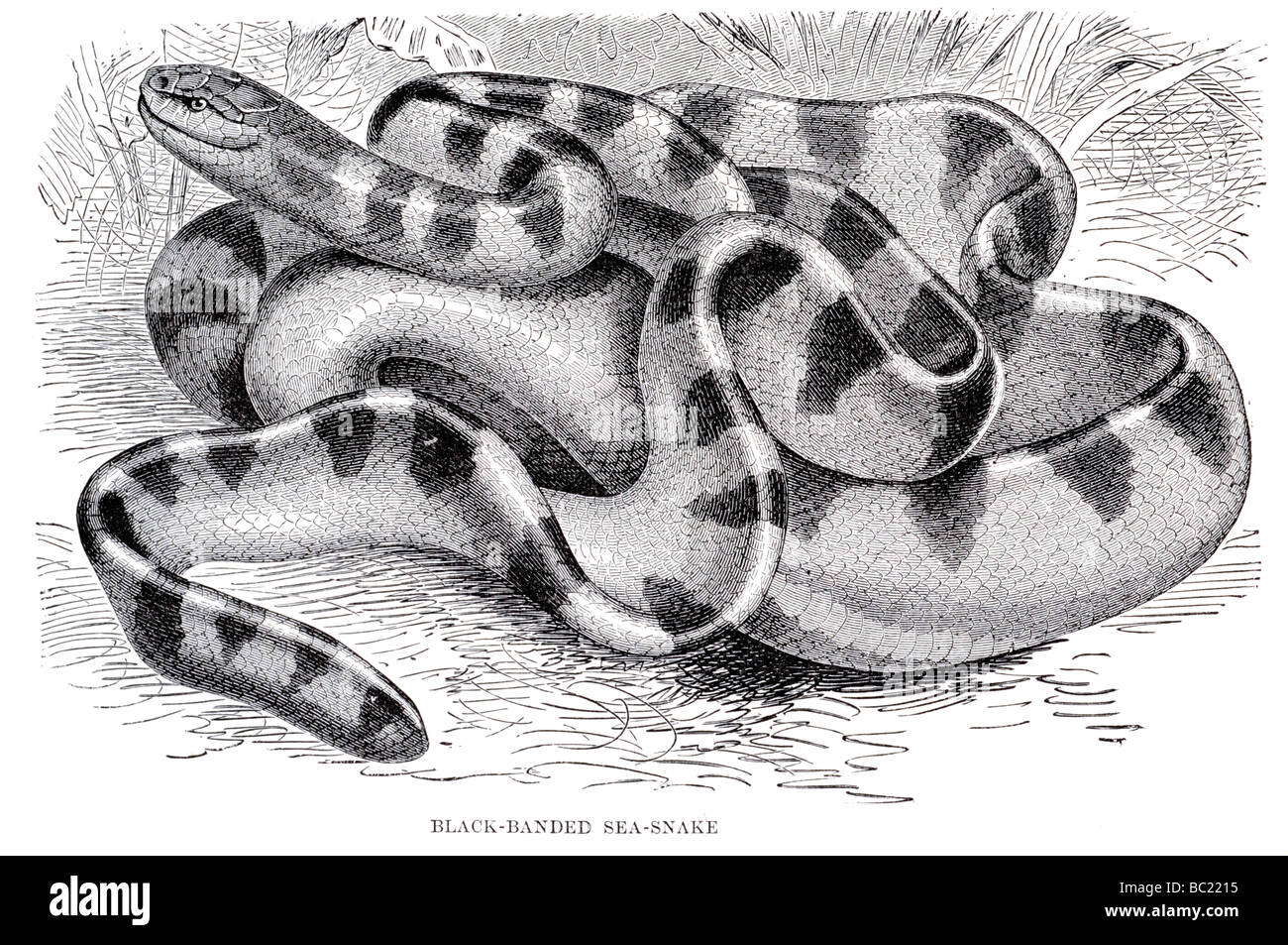 Black and white banded sea snake hi res stock photography and images