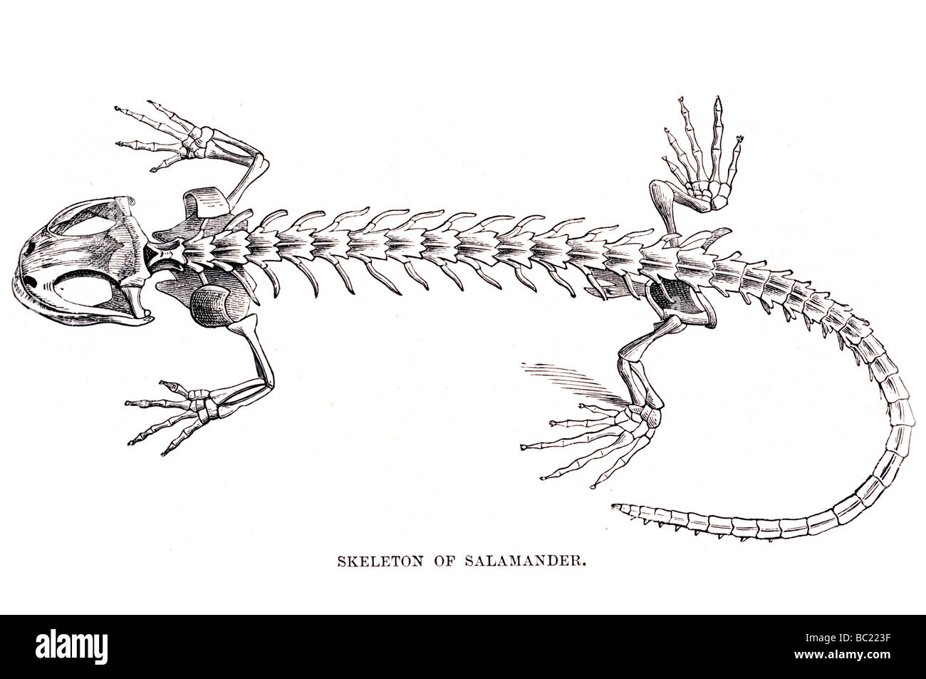 Ящерица конечности тела. Строение скелета Тритона. Амфибии отряд хвостатые скелет. Скелет хвостатых амфибий. Хвостатые земноводные скелет.