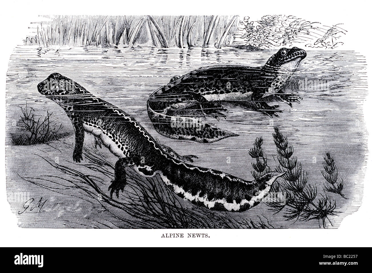 alpine newts Stock Photo