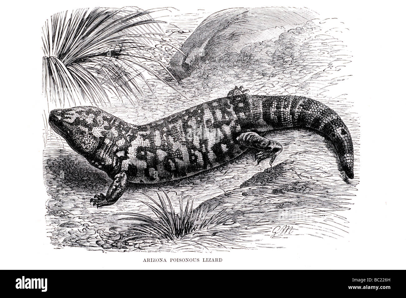 arizona poisonous lizard Stock Photo Alamy