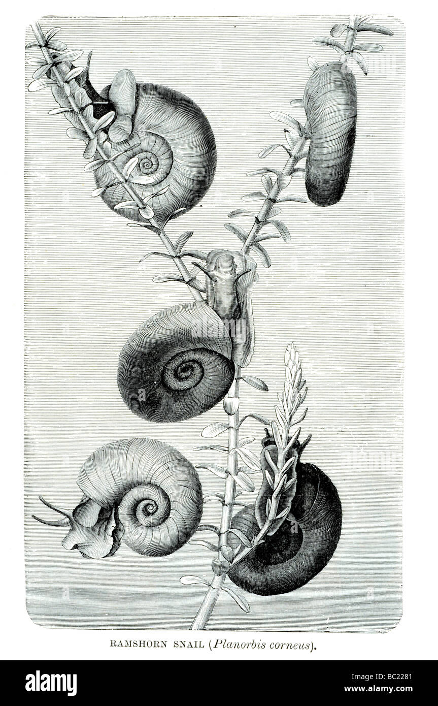 ramshorn snail planorbis corneus Stock Photo