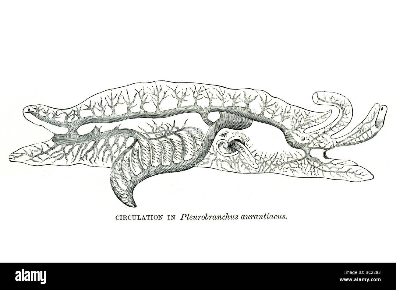 circulation in pleurobranchus aurantiacus Stock Photo