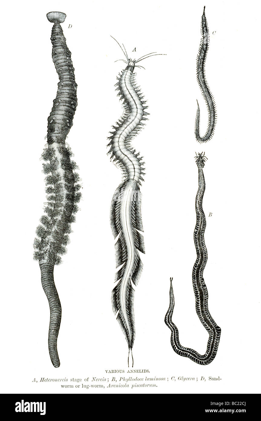 various annelids heteronereis stage of nereis phyllodoce laminosa glycera sand worm or lug worm arenicola piscatorum Stock Photo
