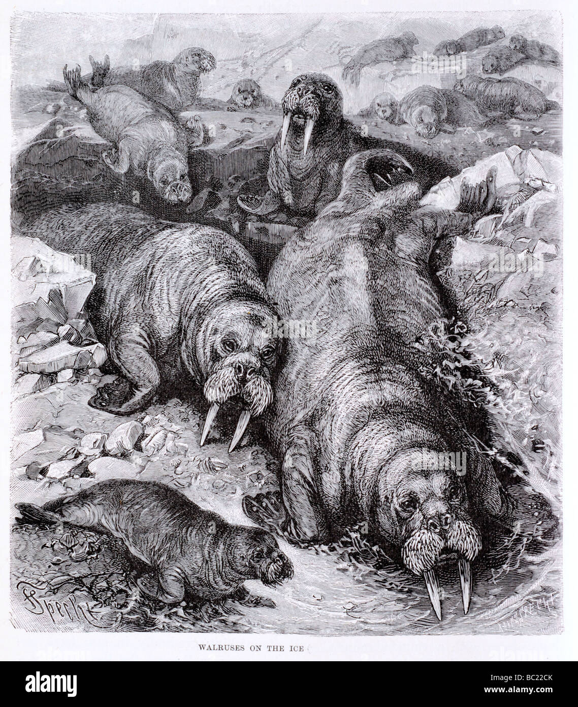 Ice Age Mammal Hi res Stock Photography And Images Alamy