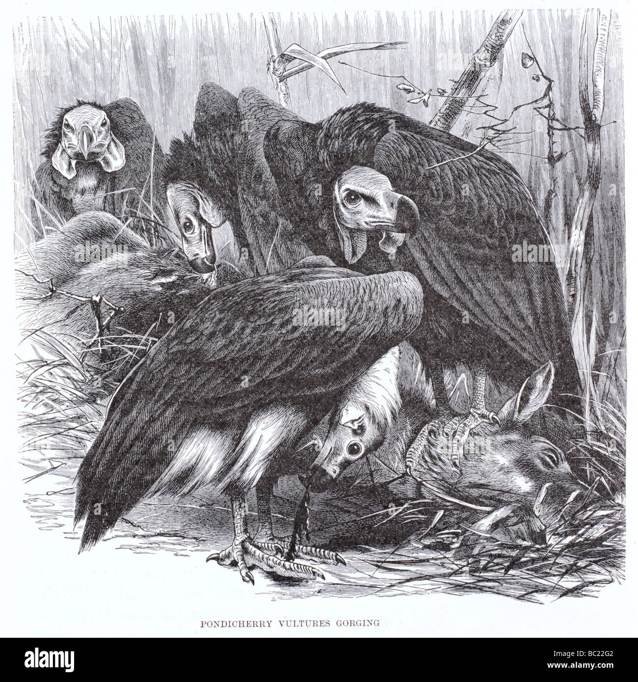 pondicherry vultures gorging Stock Photo