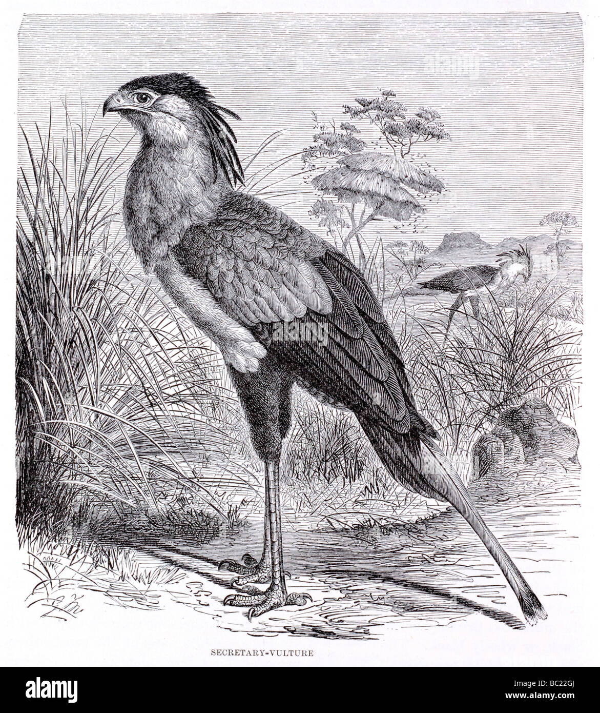 Secretary bird illustration hi-res stock photography and images - Alamy