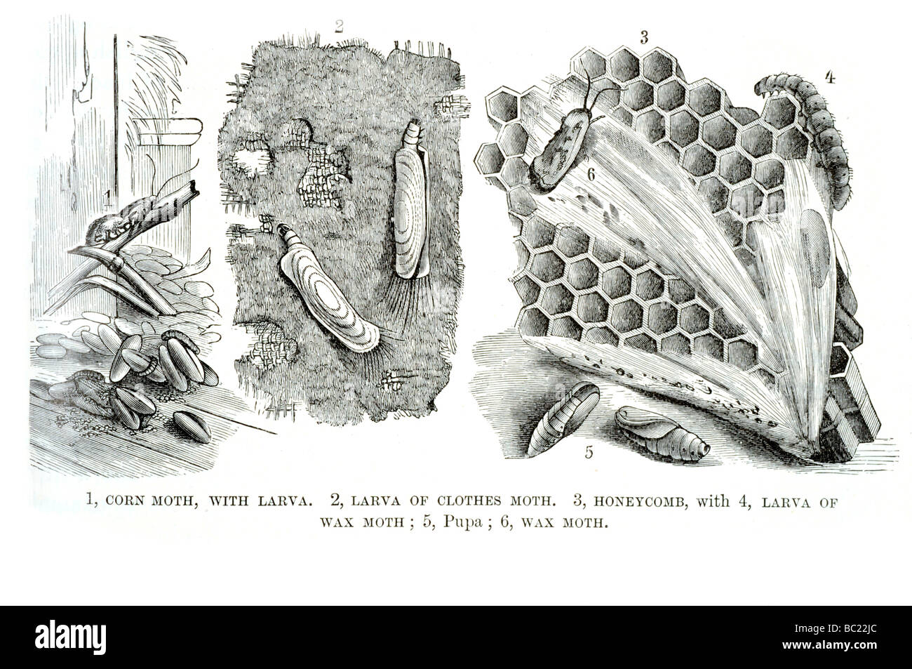 corn moth with larva larva of clothes moth honeycomb with larva of wax moth pupa wax moth Stock Photo