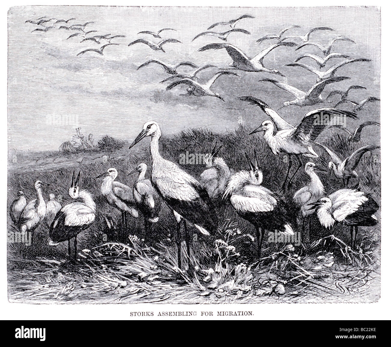 Migration drawing hi-res stock photography and images - Alamy