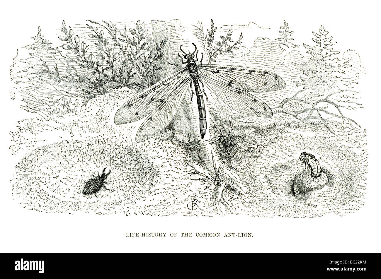 Antlion Life Cycle