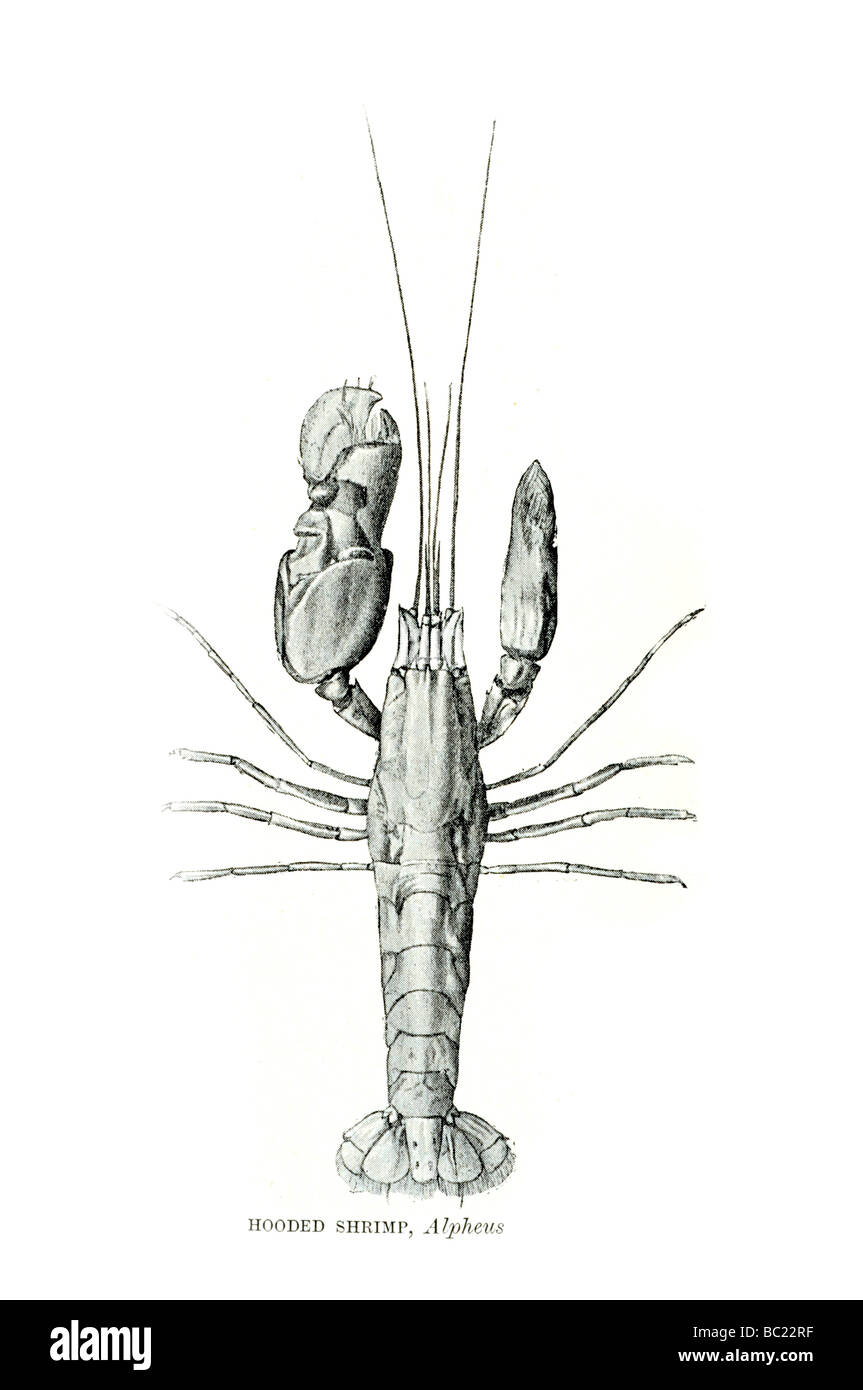 hooded shrimp alpheus Stock Photo