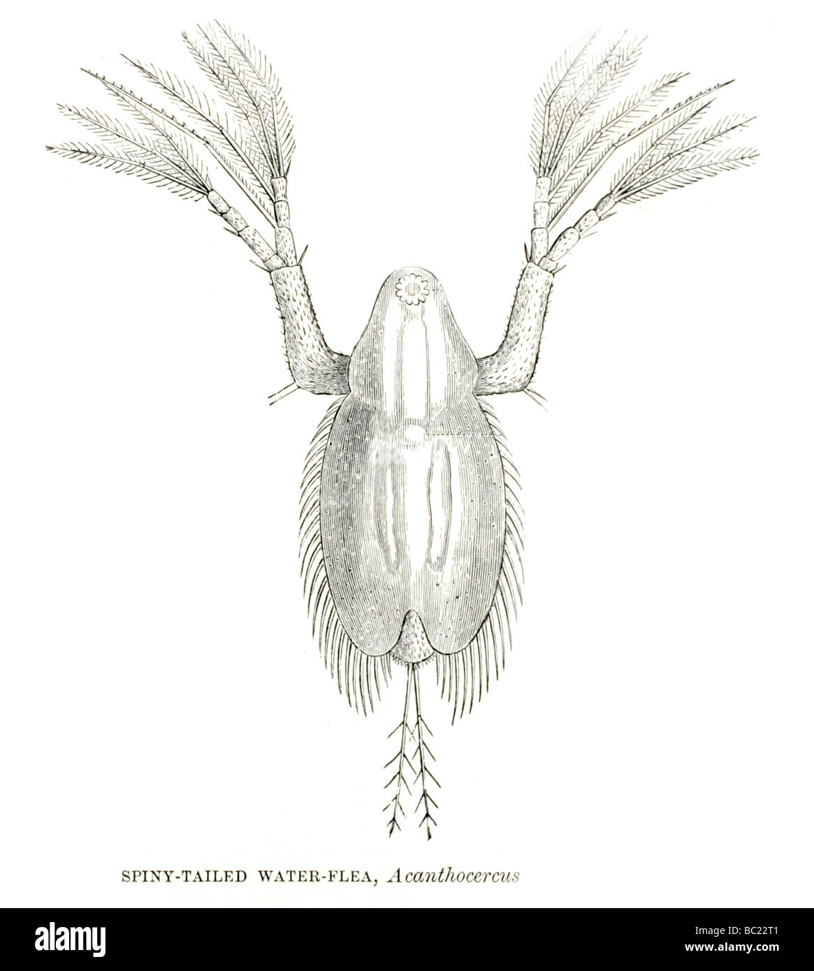 spiny tailed water flea acanthocercus Stock Photo