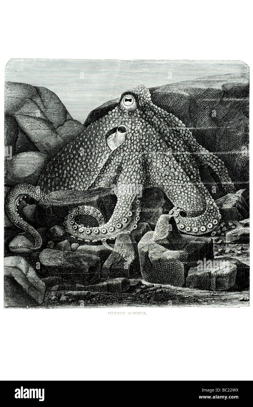 O for octopus hi-res stock photography and images - Alamy