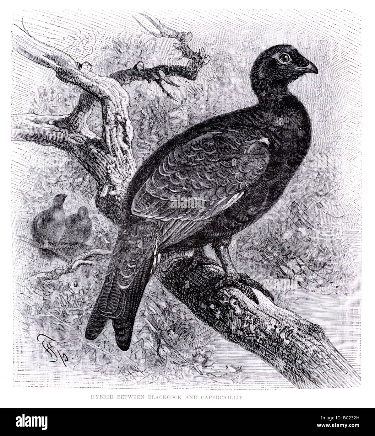 Blackcock 