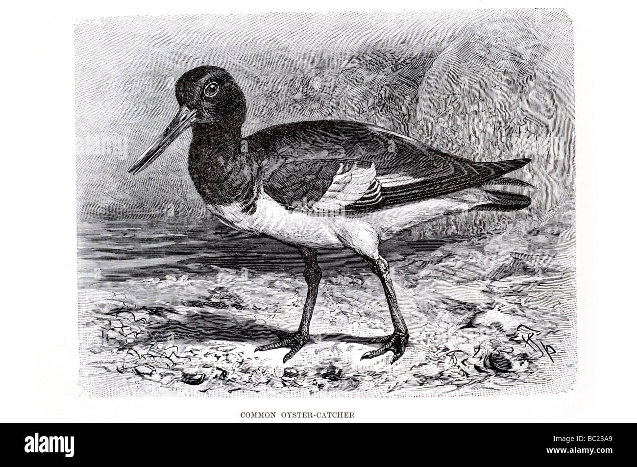 common oyster catcher Stock Photo Alamy