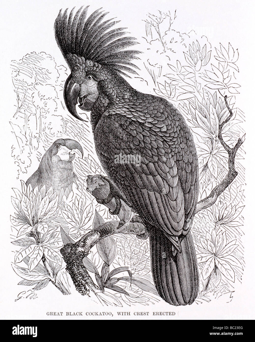 White cockatoo crest hi-res stock photography and images - Alamy