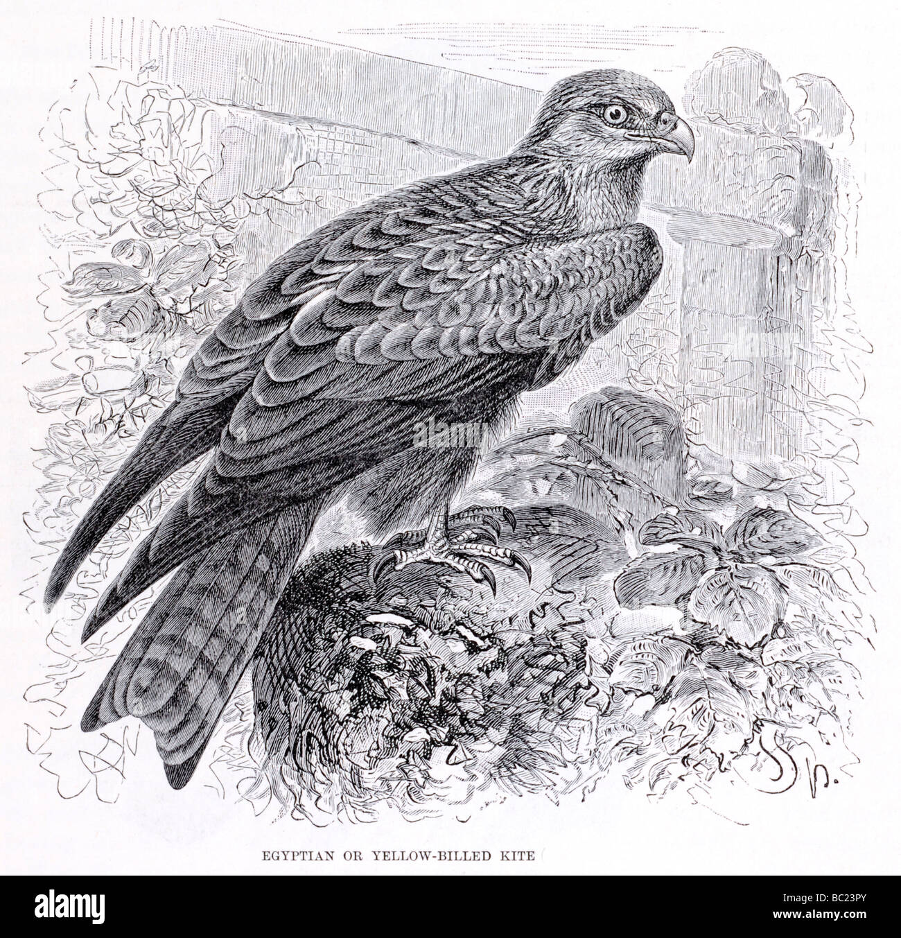 Egyptian kite hires stock photography and images Alamy