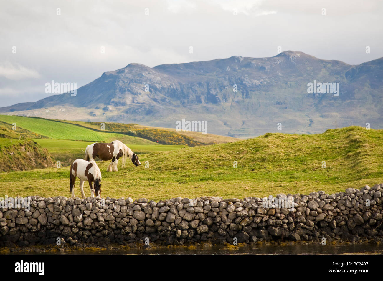 Irish horses at pasture on the hills of Clew Bay near Kilmeena County Mayo Ireland at sunset with part of Croagh Patrick visible Stock Photo