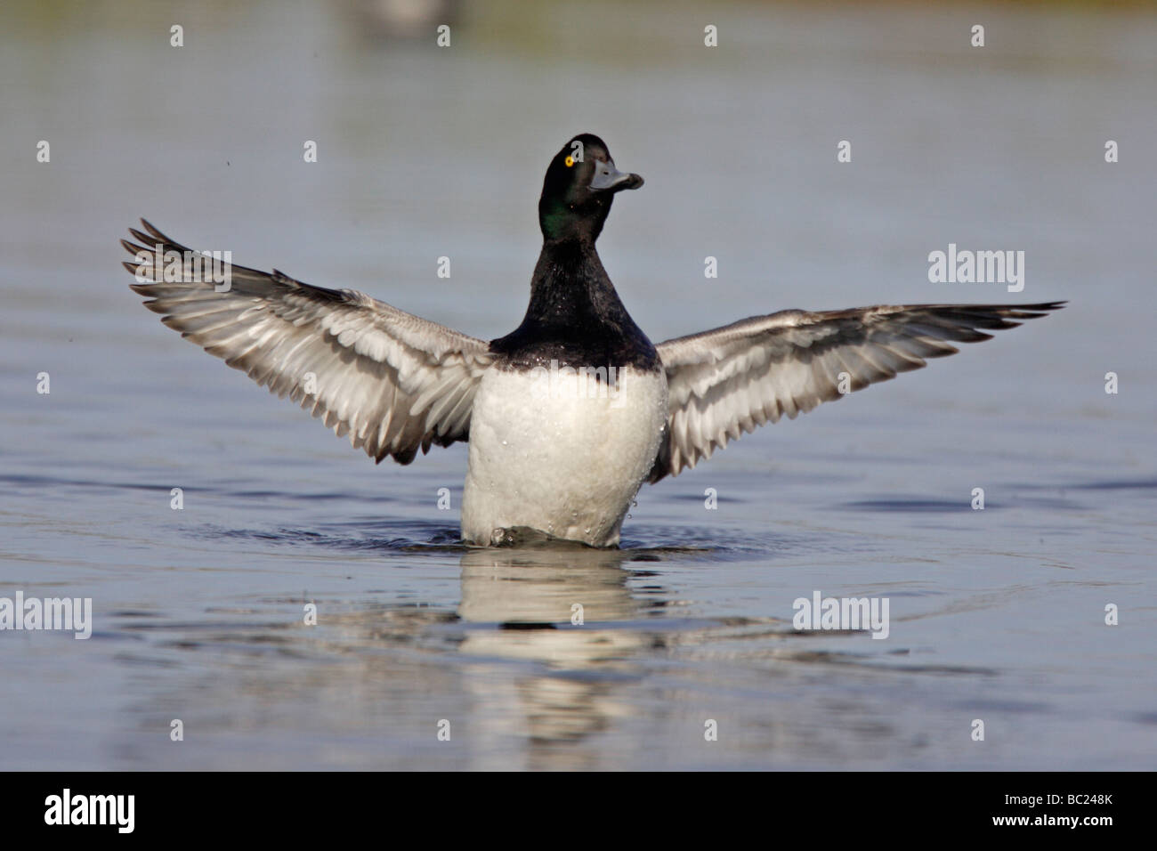 Male Tufted Duck flapping its wings Stock Photo