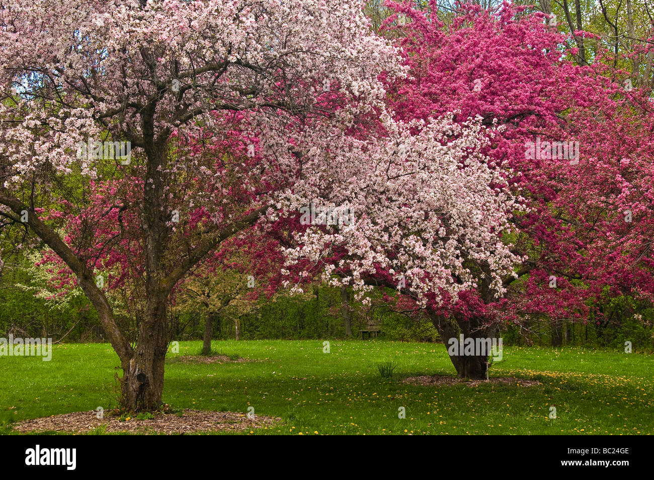 Crabapple Trees High Resolution Stock Photography And Images Alamy