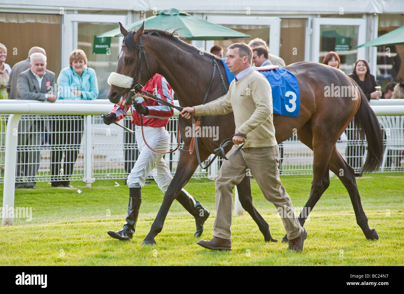 Horse being led to start of race Stock Photo Alamy