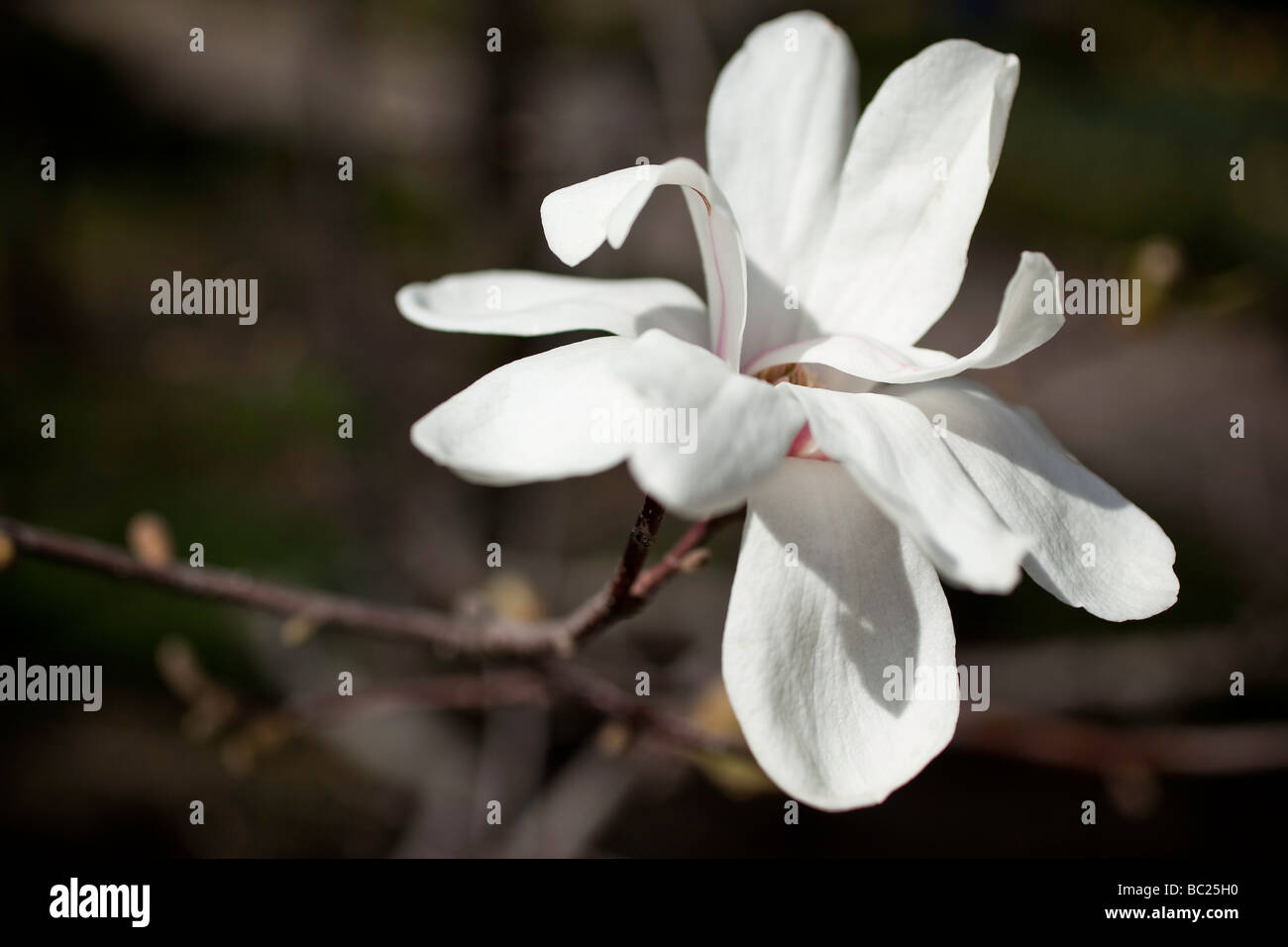 White Magnolia closeup Magnolia x loebneri merrill Botanical Garden Madrid Spain Stock Photo
